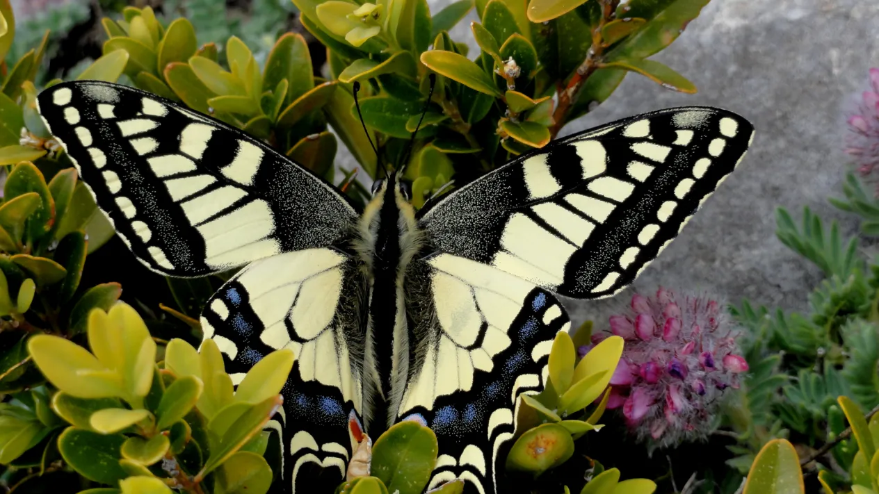 Schmetterling (Foto: Frank Lehmann)